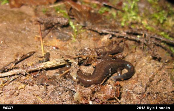 Allegheny Mountain Dusky Salamander