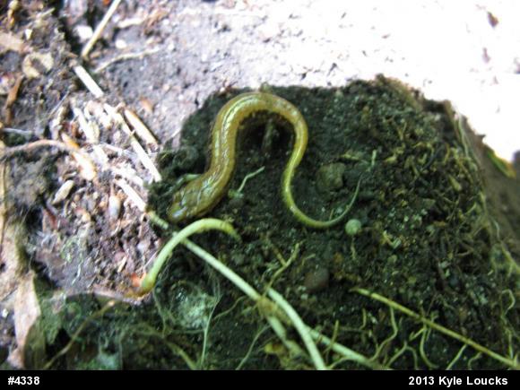 Allegheny Mountain Dusky Salamander