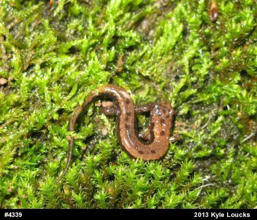 Allegheny Mountain Dusky Salamander