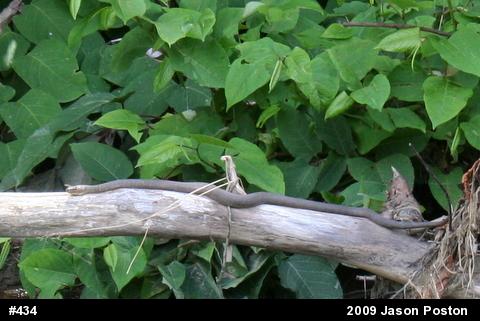 Northern Watersnake
