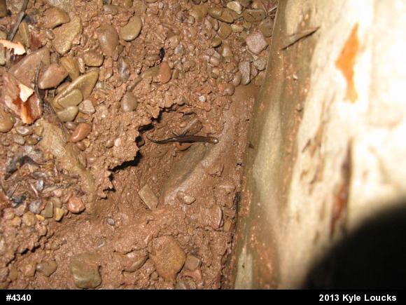 Dusky Salamanders