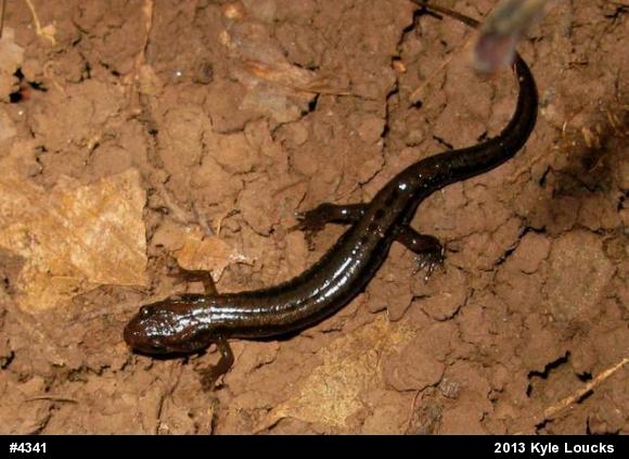 Allegheny Mountain Dusky Salamander