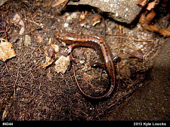 Allegheny Mountain Dusky Salamander