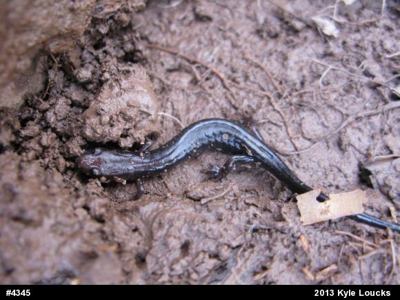 Allegheny Mountain Dusky Salamander