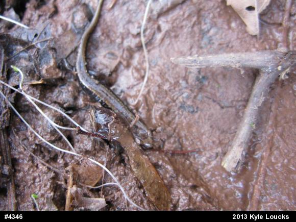 Allegheny Mountain Dusky Salamander