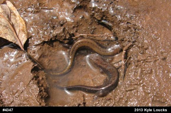 Allegheny Mountain Dusky Salamander