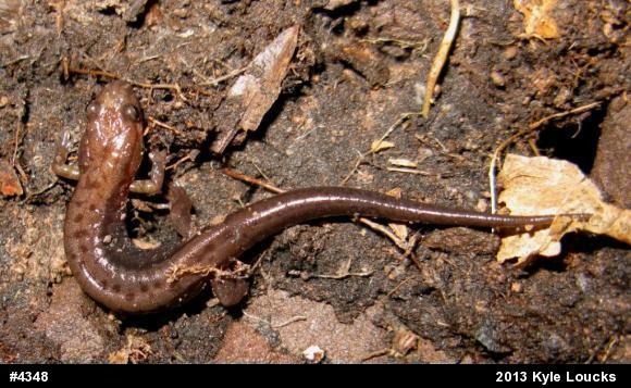 Allegheny Mountain Dusky Salamander