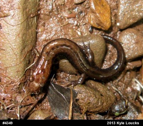 Allegheny Mountain Dusky Salamander