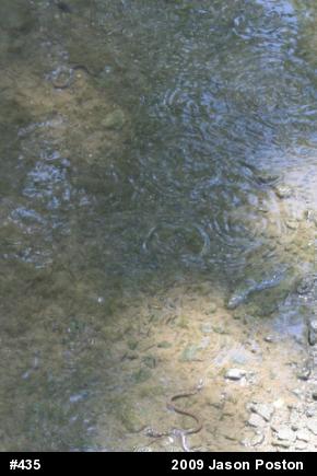 Northern Watersnake