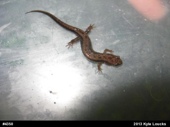 Allegheny Mountain Dusky Salamander