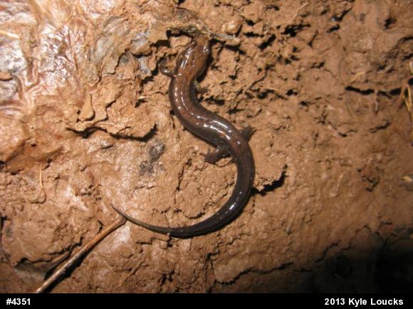 Allegheny Mountain Dusky Salamander