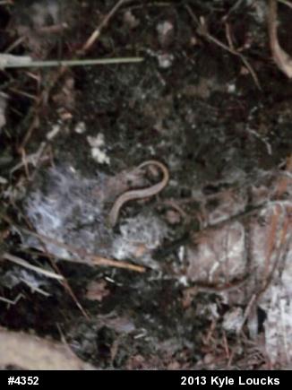 Allegheny Mountain Dusky Salamander