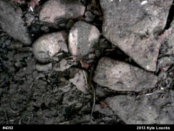 Allegheny Mountain Dusky Salamander