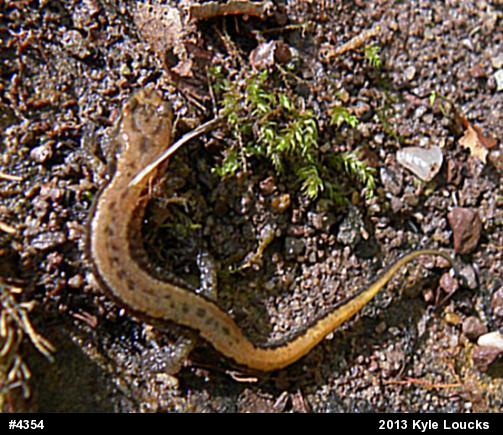 Allegheny Mountain Dusky Salamander