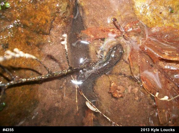 Allegheny Mountain Dusky Salamander