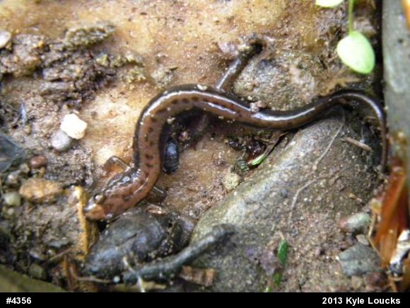 Allegheny Mountain Dusky Salamander