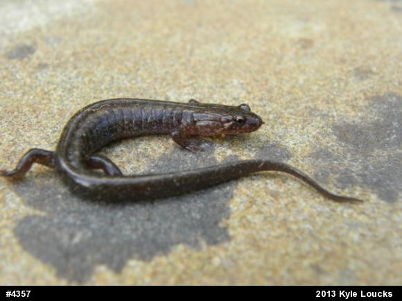 Allegheny Mountain Dusky Salamander