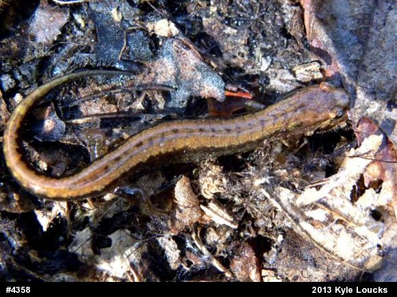 Allegheny Mountain Dusky Salamander