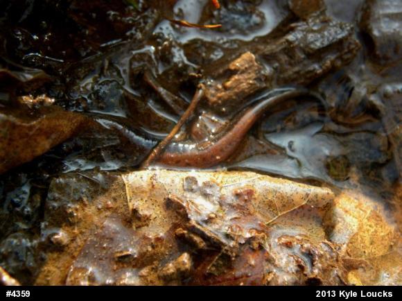 Allegheny Mountain Dusky Salamander