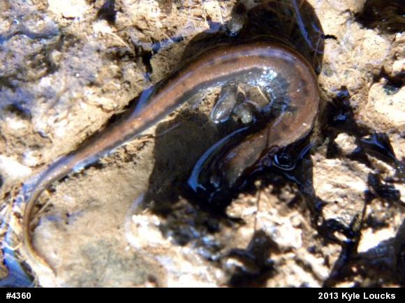 Allegheny Mountain Dusky Salamander