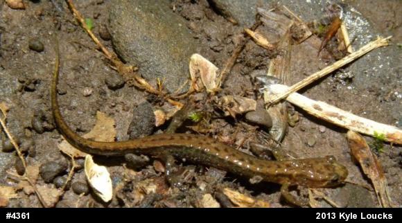 Allegheny Mountain Dusky Salamander