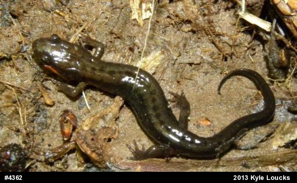 Allegheny Mountain Dusky Salamander