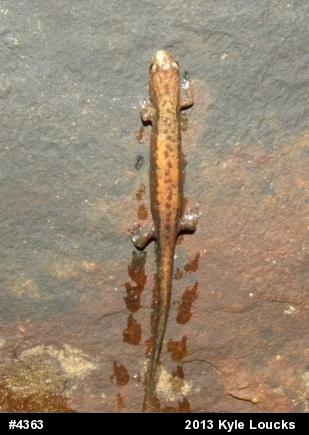 Allegheny Mountain Dusky Salamander