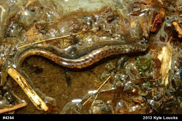 Allegheny Mountain Dusky Salamander
