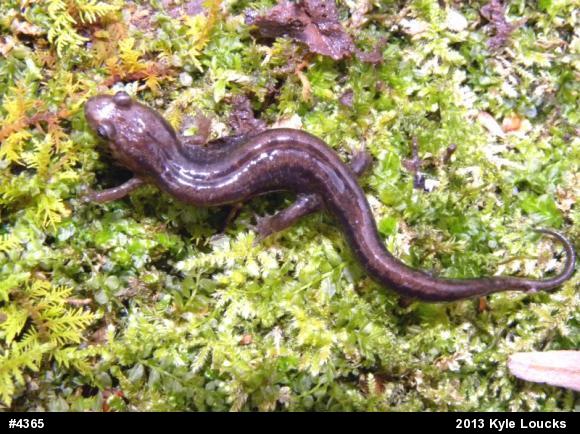 Allegheny Mountain Dusky Salamander