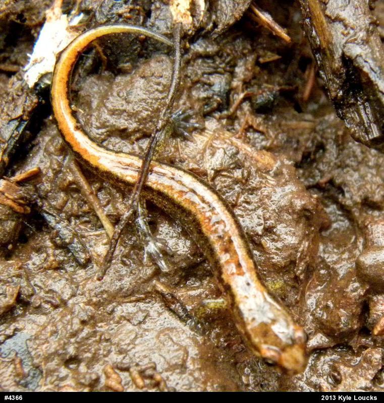 Allegheny Mountain Dusky Salamander