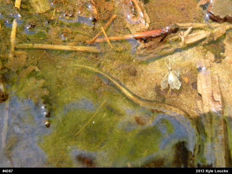 Allegheny Mountain Dusky Salamander