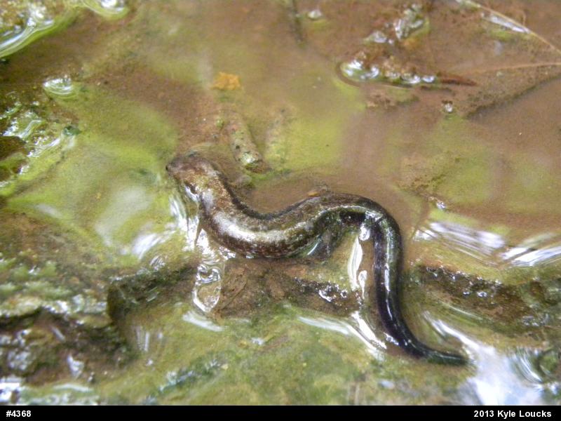 Allegheny Mountain Dusky Salamander