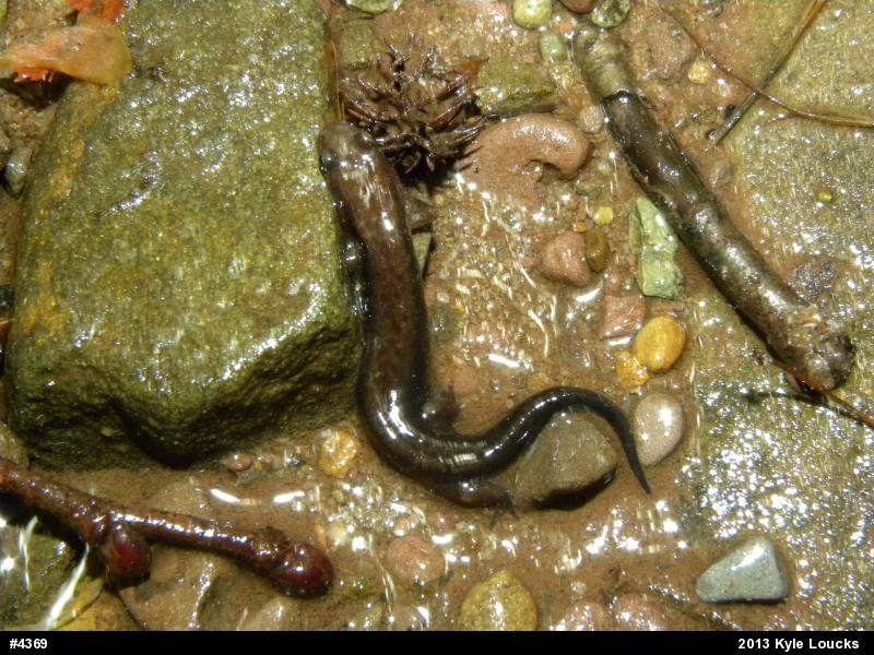 Allegheny Mountain Dusky Salamander