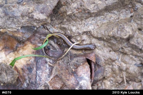 Northern Two-lined Salamander