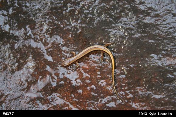 Northern Two-lined Salamander