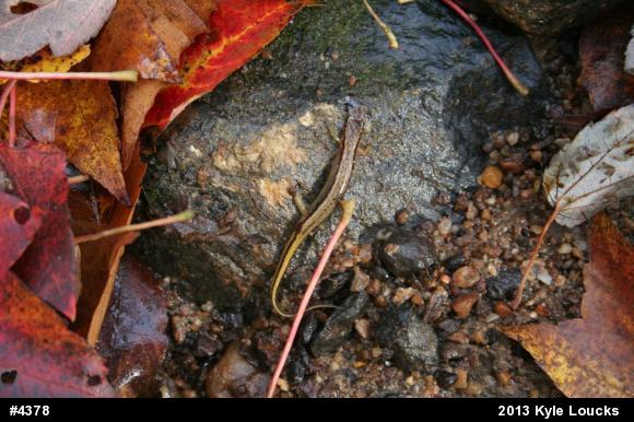 Northern Two-lined Salamander