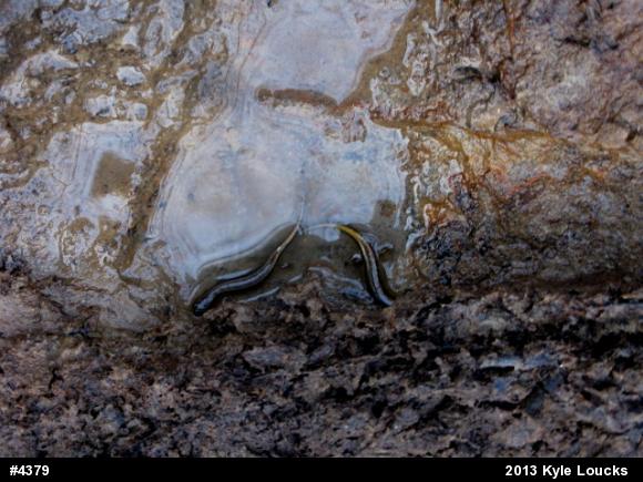 Northern Two-lined Salamander