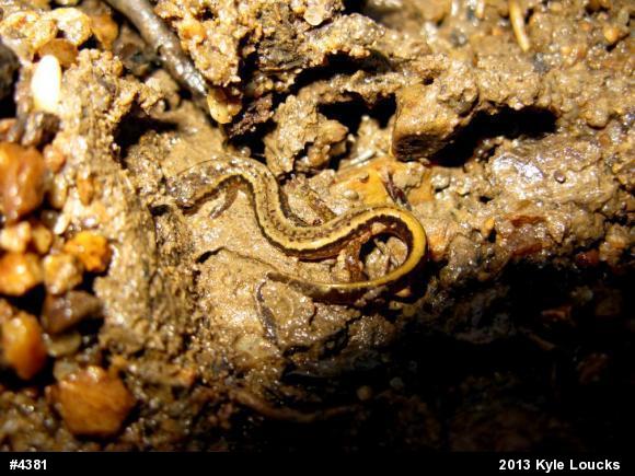 Northern Two-lined Salamander