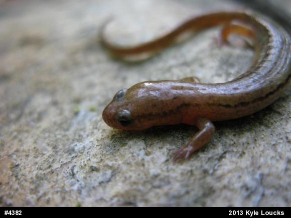 Northern Two-lined Salamander