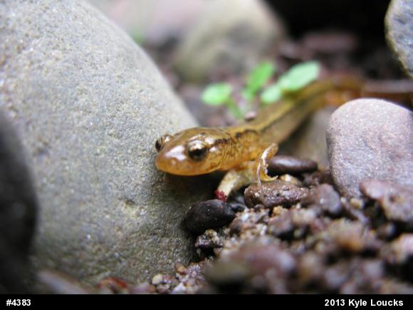 Northern Two-lined Salamander