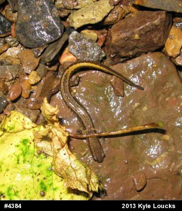 Northern Two-lined Salamander
