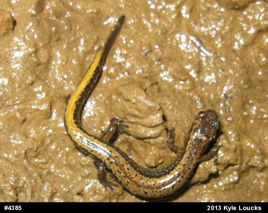 Northern Two-lined Salamander