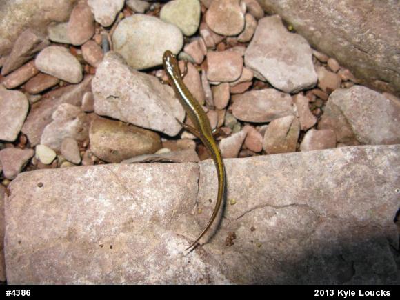 Northern Two-lined Salamander