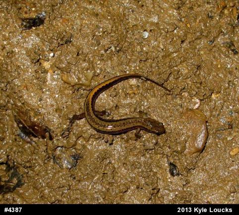 Northern Two-lined Salamander
