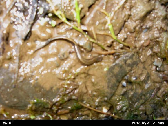 Northern Two-lined Salamander