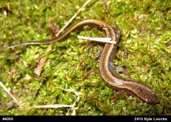Northern Two-lined Salamander