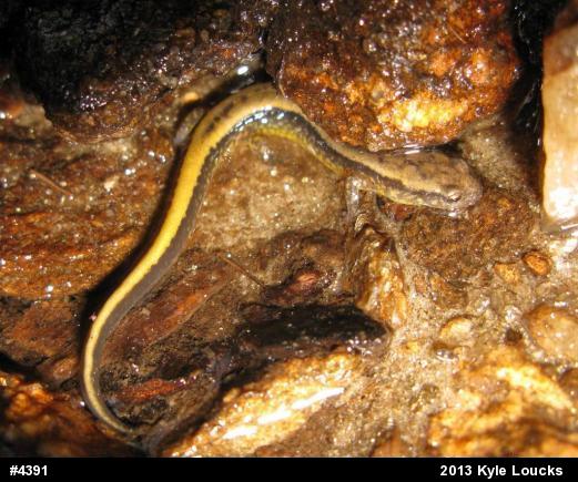 Northern Two-lined Salamander