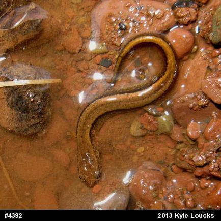 Northern Two-lined Salamander