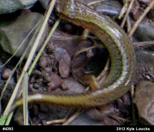Northern Two-lined Salamander