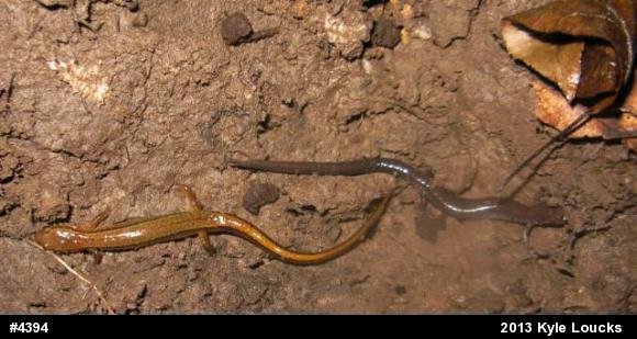 Northern Two-lined Salamander